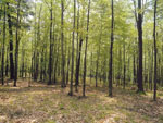 wald